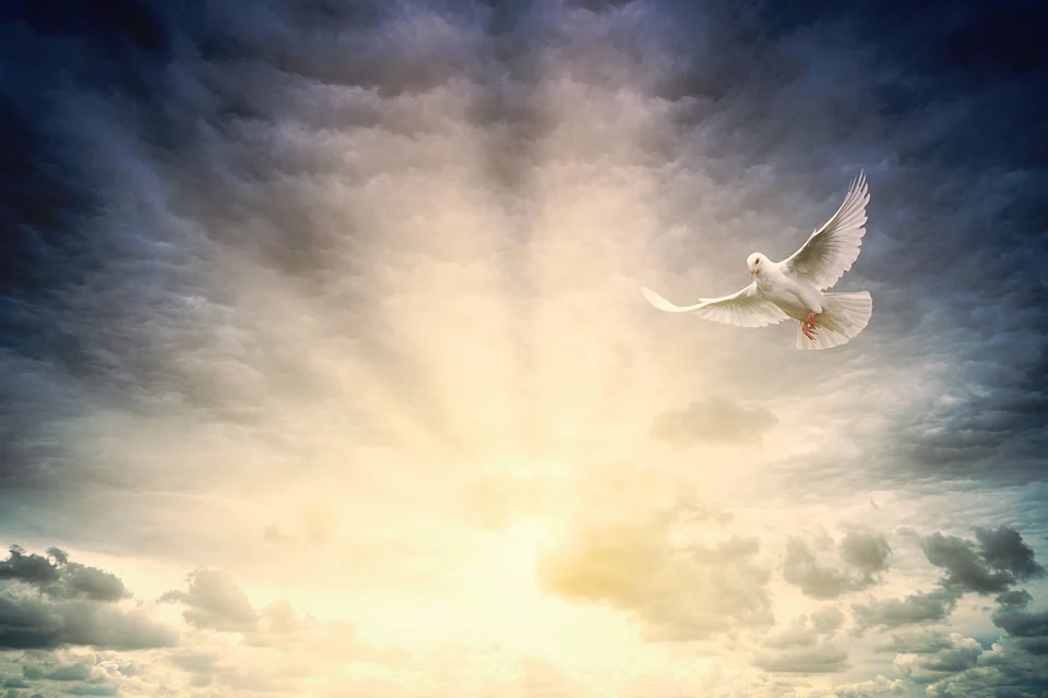 White Dove