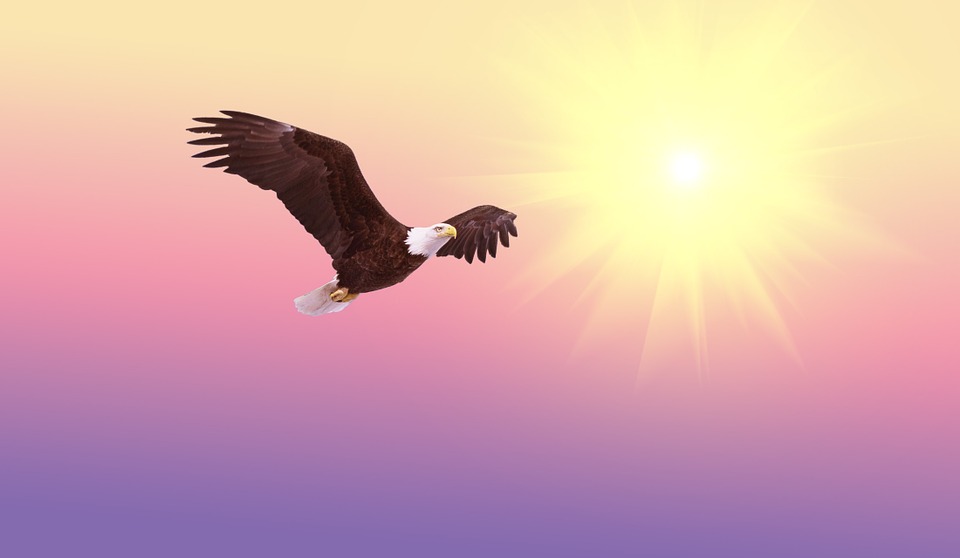 bald eagle 521492 960 720