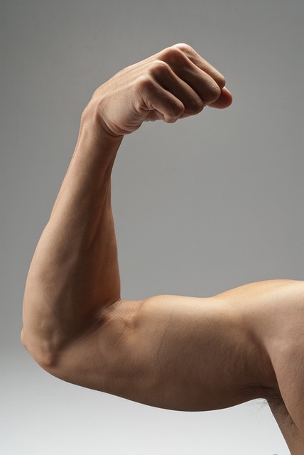 arm 735823 640 muscle