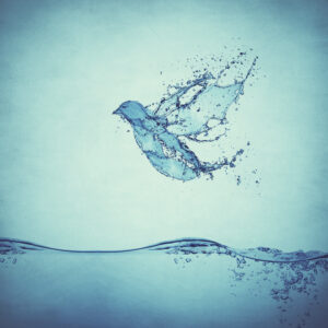 the holy spirit as a dove flies through the water BmvMTAZlR