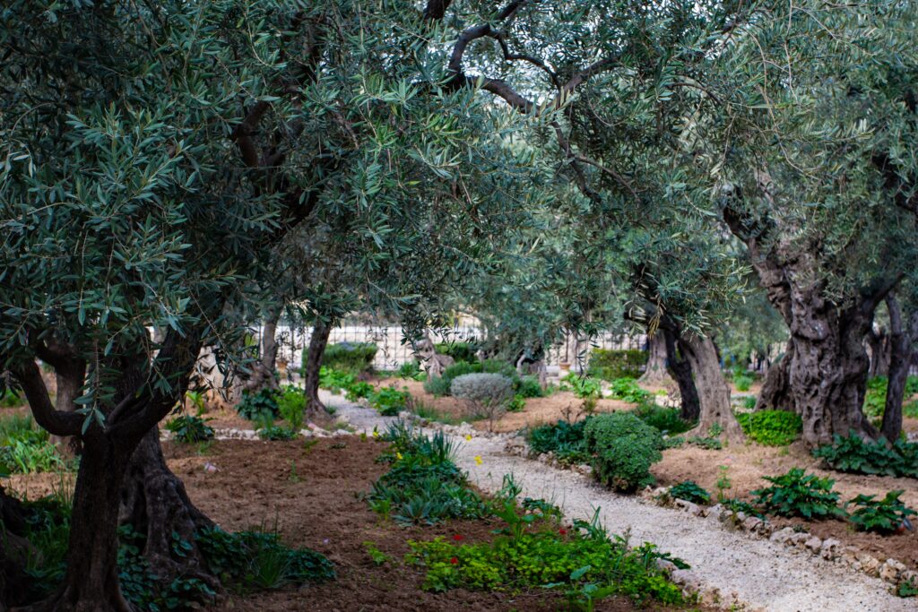 Bold Faith In Gethsemane: Lessons From Jesus Agonizing Prayer - Matthew 26:39