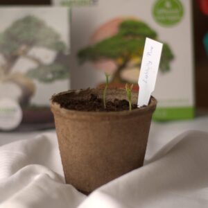 bonsai tree seed starter kit review