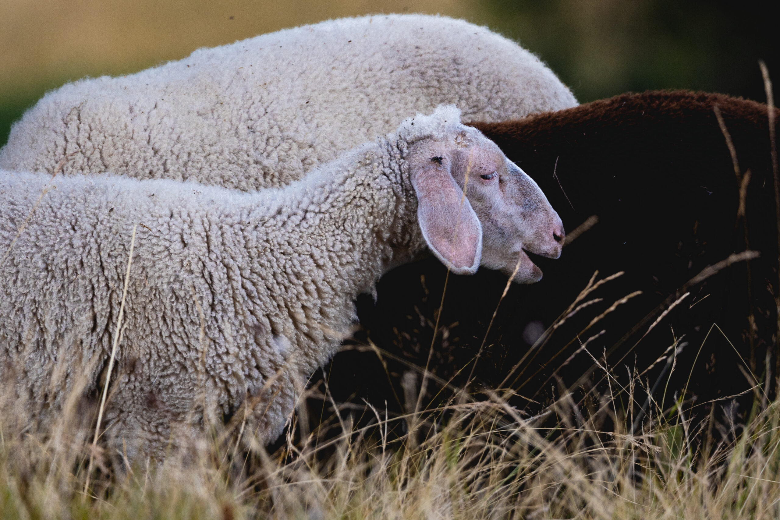 The Lost Sheep: Finding Meaning In The Parable Of The Shepherd (Luke 15:3-7 - The Parable Of The Lost Sheep)